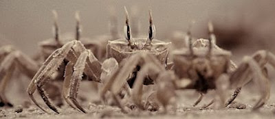 Ghost Crabs