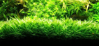 Tanaman Aquascape Untuk Pemula-Lilaeopsis