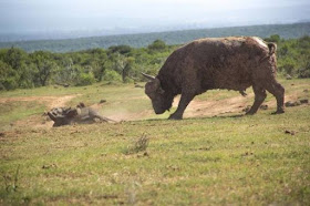 elephant vs wildebeest