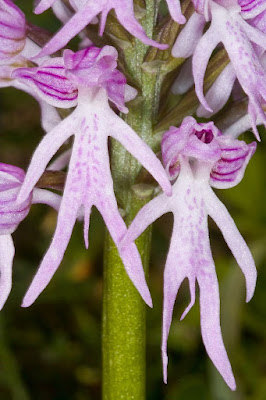 Orchis Italica Flower