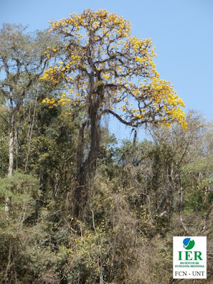 Lapacho amarillo (Handroanthus ochraceus)