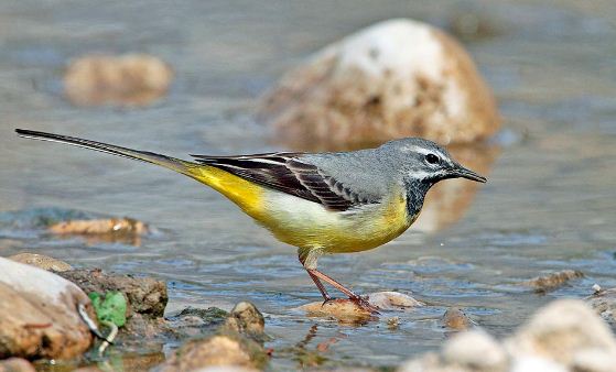 Kicuit batu, Grey Wagtail, Motacilla cinerea