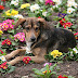 FOODS AND PLANTS ARE POISONOUS  FOR DOGS