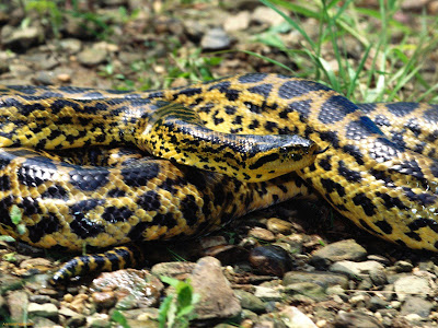 snake wallpapers. anaconda snake