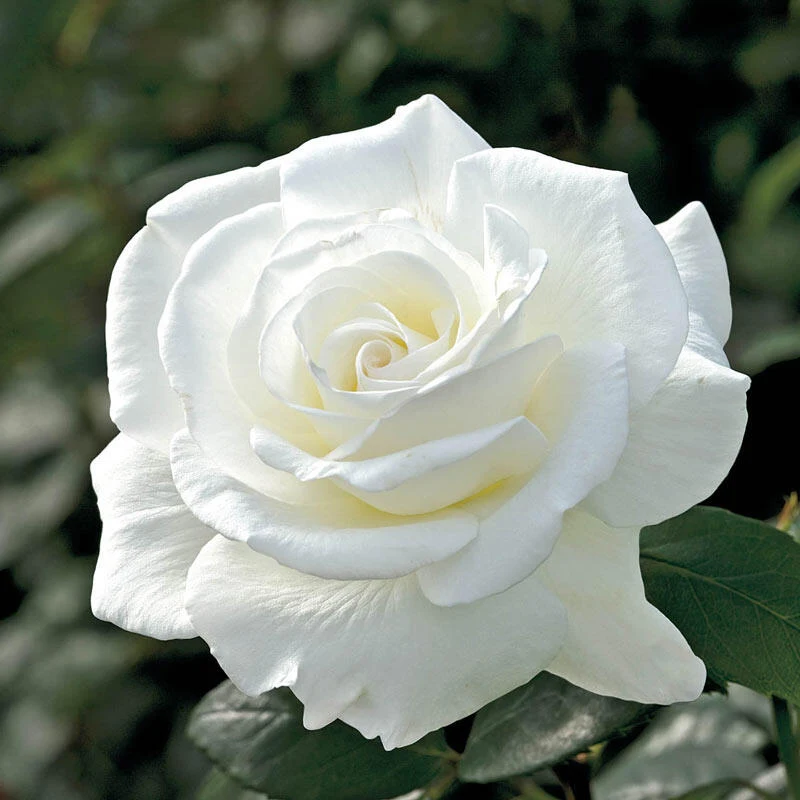 Pictures of white roses - Pictures of white roses - Rose flower pictures download - Rose flower pictures of different colors - rose flower - NeotericIT.com