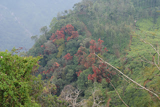 Dolphin's Nose Coonoor