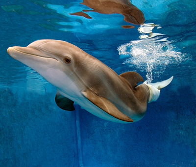 Winter the dolphin at the Clearwater Marine Aquarium 