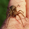 Black Widow Spiders In British Columbia - Black Widow Spider Pest Control Canada / Having said that, they could still do some quite serious harm and their bite would certainly cause health problems, he added.