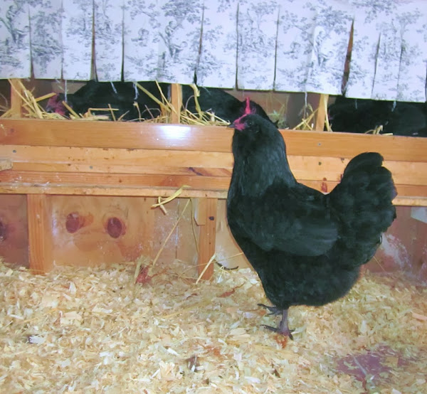 Ideal Space For Laying Hens Type Of Space Layer Chickens Love