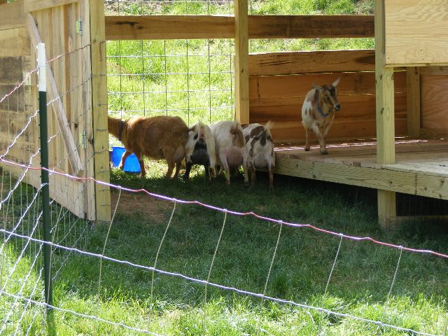 Small Goat Barn Plans