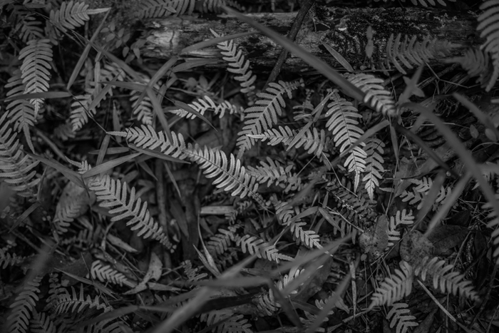 b&w ferns