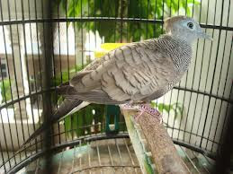 burung perkutut, harga perkutut, harga burung perkutut, gambar perkutut, gambar burung perkutut, perkutut