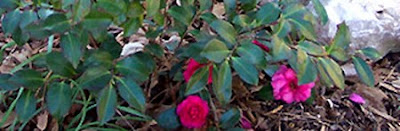 DivasoftheDirt, Camellia