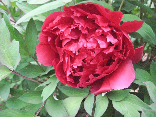 Пион 'Kao' / Пион 'Kaoh' / Пион 'Kaou' (Paeonia 'Kao', Paeonia 'Kaoh', Paeonia 'Kaou', Paeonia 'Kaow')