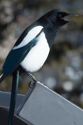 Magpie, Rocky Mountain National Park