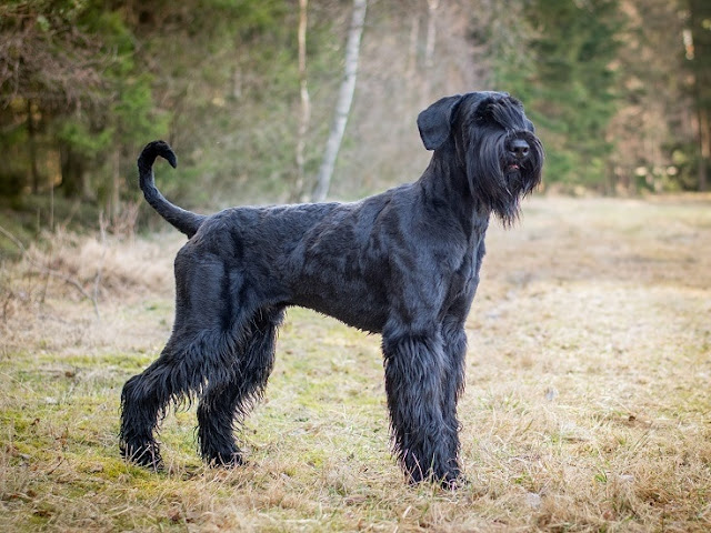 giant-schnauzer-dog