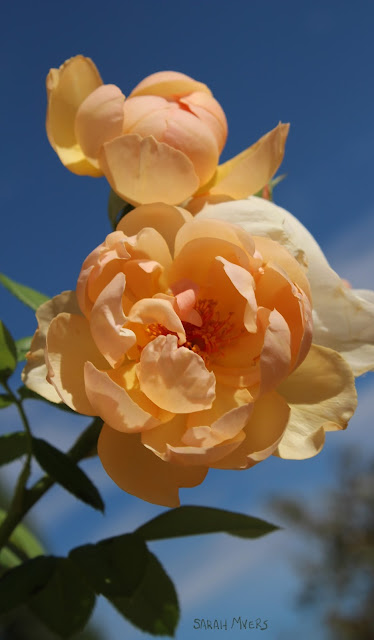 roses, rose, flower, flowers, plants, photography, sky, garden, nature, peach, apricot, gold, leaves, vertical, blue, english, david, austin, amy myers, walk, bright, sunlight, summer, rosa, natura, plantas, flores, azul, breeze, warm, photograph, digital