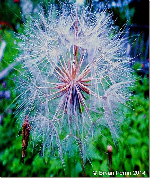 summer seeds past noon of the year