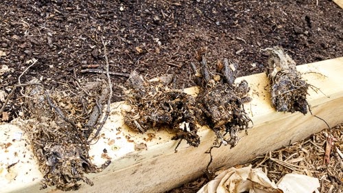 Planting Sunchokes