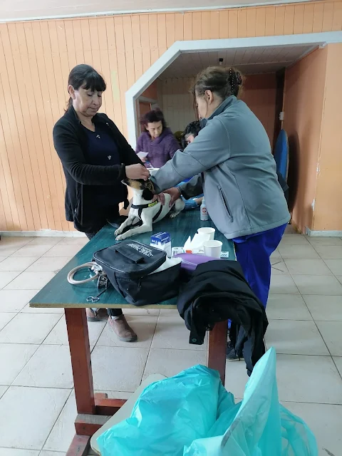 Realizan operativo veterinario en Villa Pichil