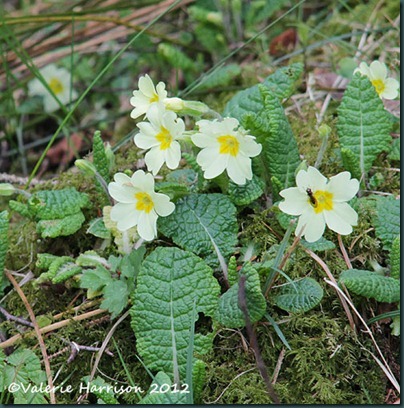 24-primrose