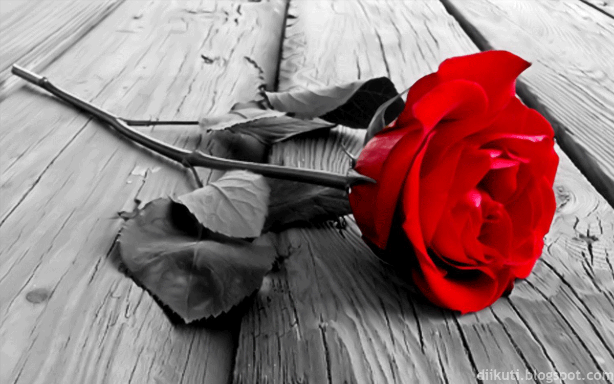 Gambar Bunga Mawar Merah Mewah dan Indah Terbaru 2015