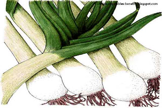 benefits_of_eating_leeks_fruits-vegetables-benefits.blogspot.com(leeks8)