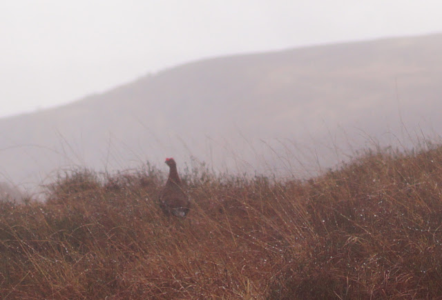 A grouse in the heather