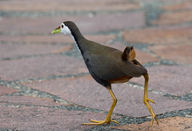 White-breasted Waterhen - Singapore Botanic Gardens