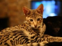 TOP 10 MOST EXPENSIVE CAT BREEDS IN THE WORLD