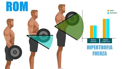CUÁL ES EL MEJOR RANGO DE MOVIMIENTO PARA MAXIMIZAR EL MÚSCULO