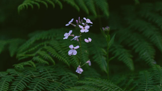 Samambaia, Planta Flores Violeta