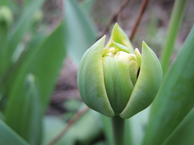 In mijn tuintjes: april 2016