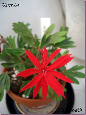 Pelargoner  juni 09 012