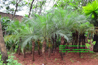 Palem, Palem Phoenix, Jual Palem Phoenix, Aneka Palem,http://geraitanaman.blogspot.co.id