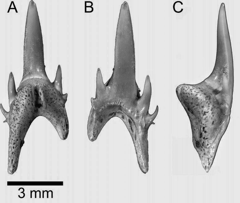 http://sciencythoughts.blogspot.co.uk/2014/12/sharks-and-rays-of-eocene-canadian-high.html