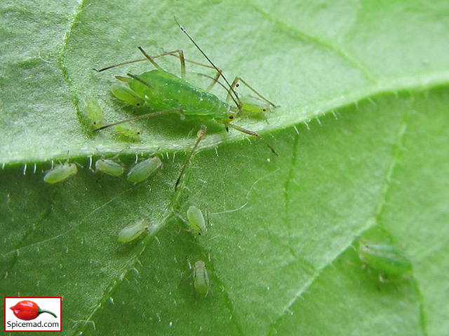 Aphids on Aji Largo Leaf - 15th June 2021