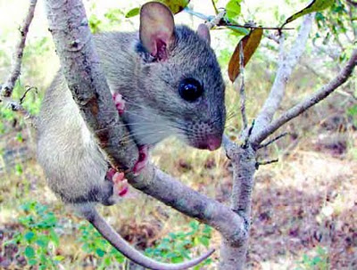 key largo wood rat