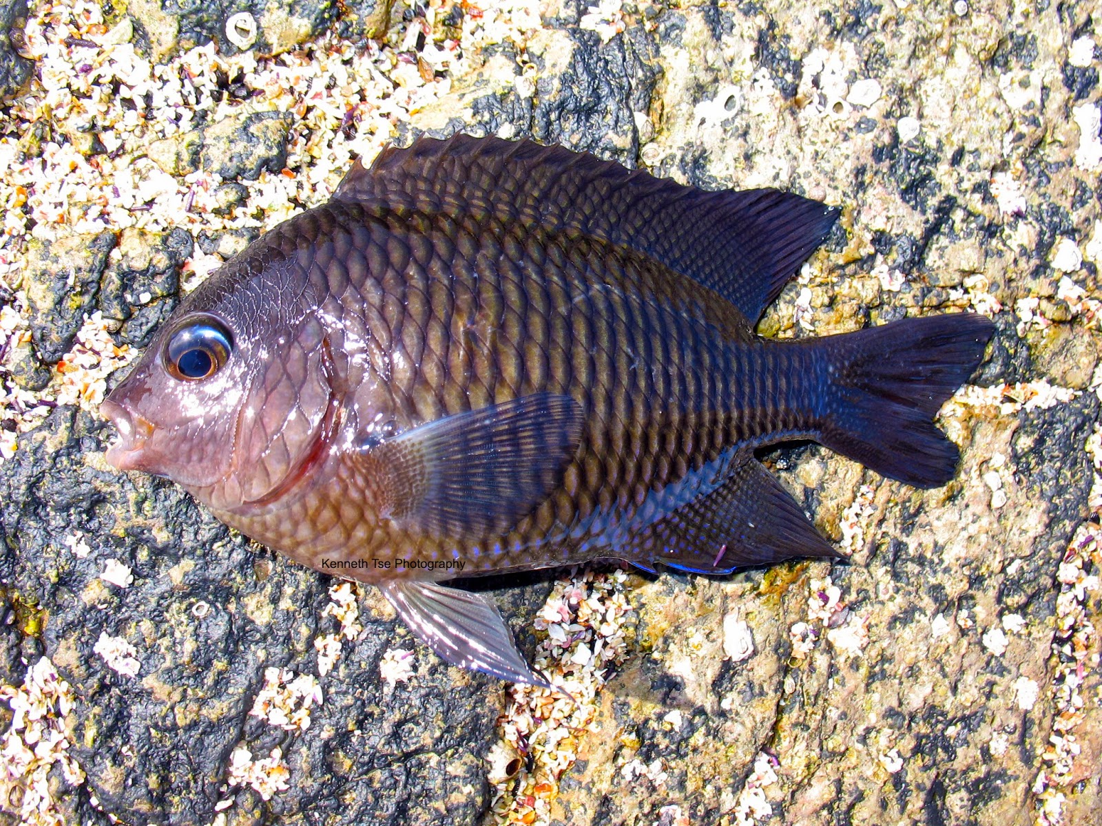 Offshore Angler Flash Fish Skin Sabiki Rig: Fluorocarbon Luminous