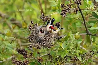 most beautiful birds of the world, (European goldfinch)