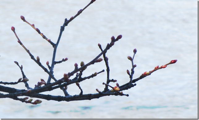 macro-1