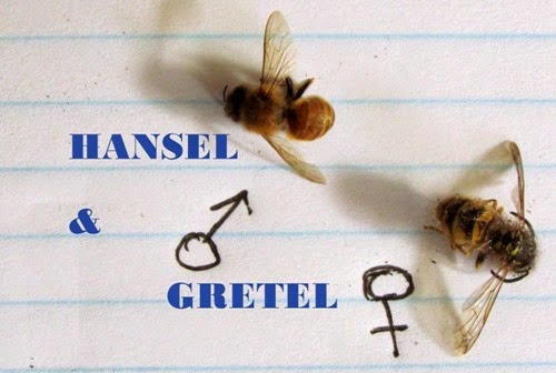 hansel
