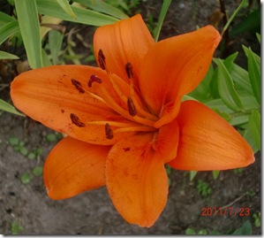 Juni-Juli 2011 331