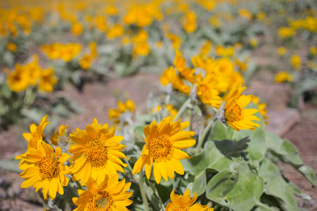 Yellow flowers in Montana
