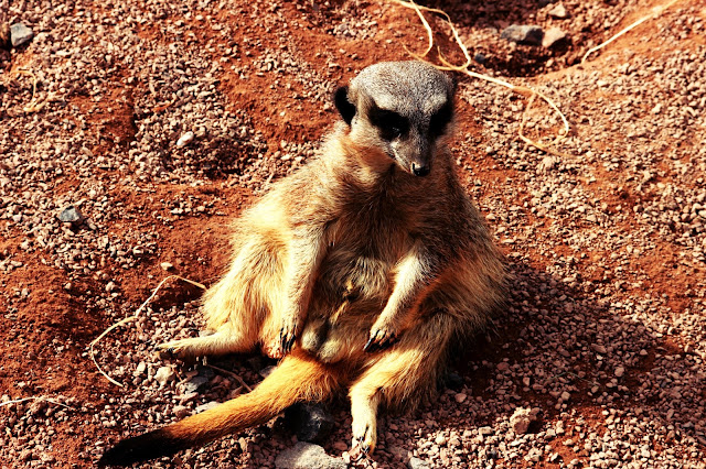 day out, west midlands safari park, wildlife, competition, photographer, photography, beauty blogger, wild animals, meerkat,