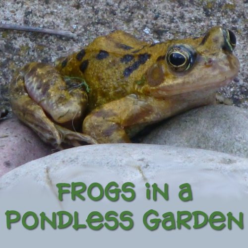 Frog resting beside some stones