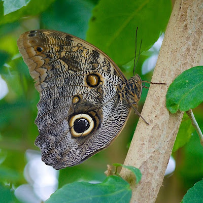 Butterfly Flowers Wallpapers