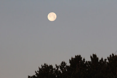 the Strawberry moon of June