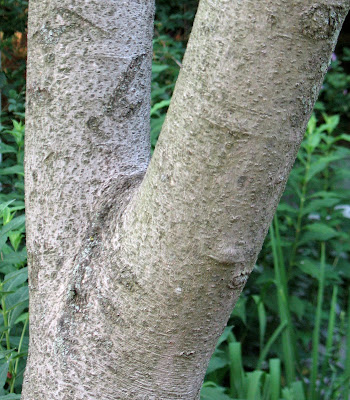 red elm tree bark. elm tree bark photo. elm tree