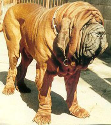 Mastiff Dog
